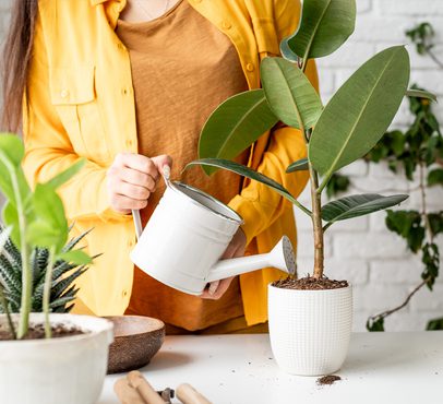 Person watering a potted green plant with large leaves, surrounded by other plants on a white table indoors.