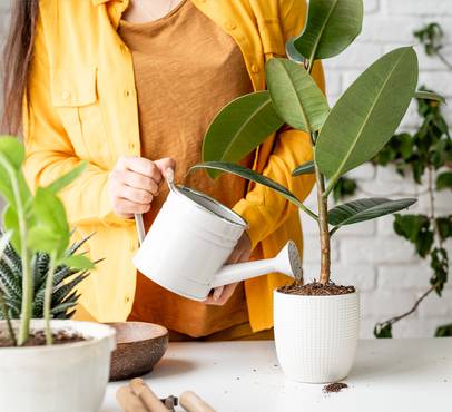Person in a yellow shirt watering a rubber plant in a white textured pot with a white watering can, beside a succulent and a brown bowl.