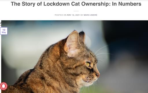 Digital PR piece looking at the price of cat ownership during lockdown