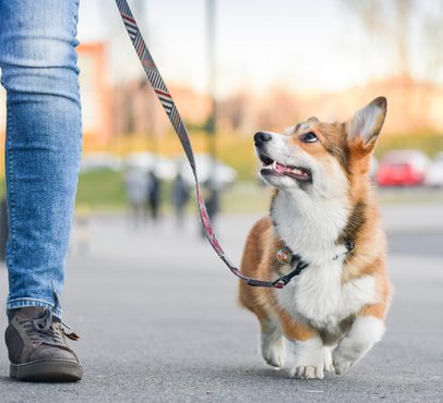 Corgi on a walk, looking up at its owner, with a person in jeans and sneakers holding the leash, in an outdoor urban setting.