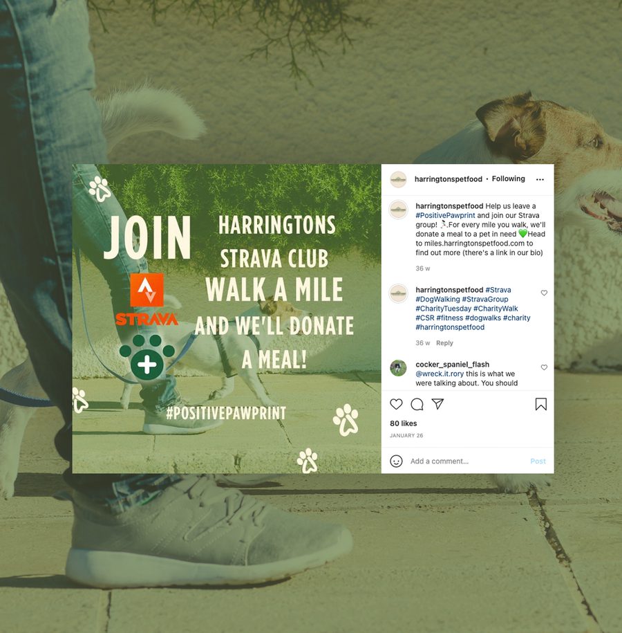 Dog walking with a person outdoors, overlaid with a green promotional graphic for a charity walk event, featuring paw prints and health icons.