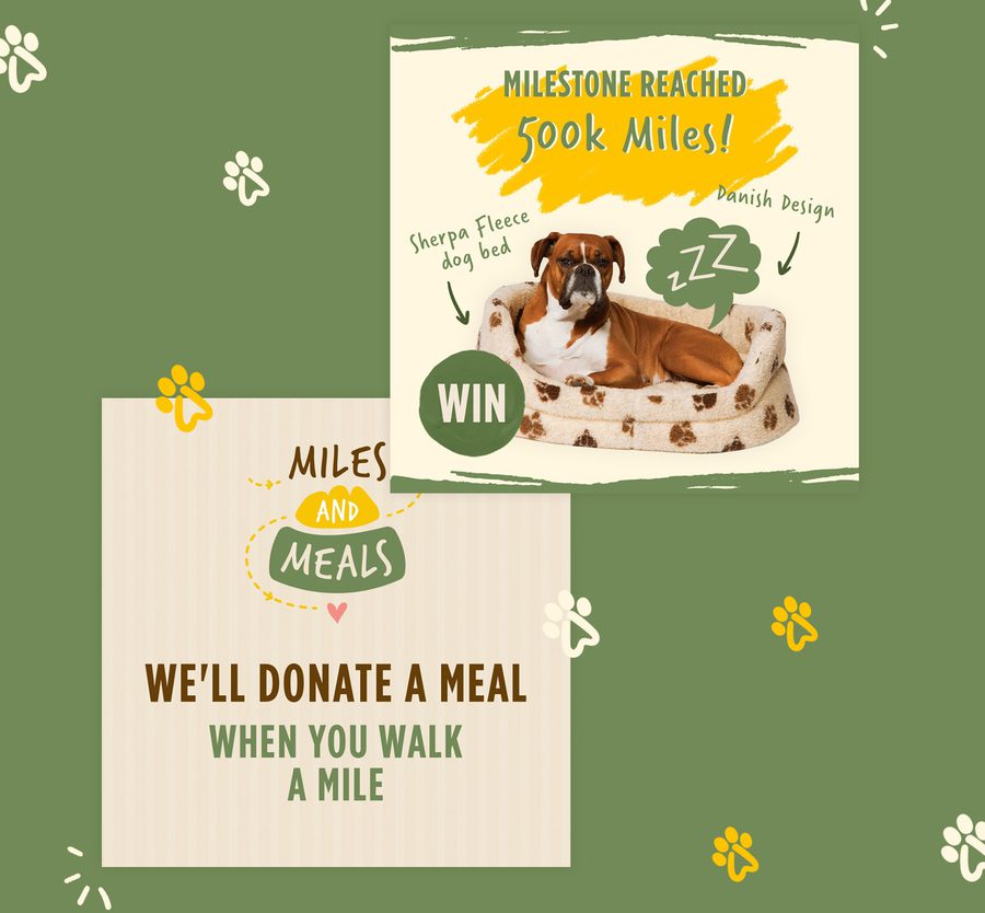 A dog lying on a fleece bed with hand-drawn style text and graphics celebrating a 500k miles milestone for a charity initiative.