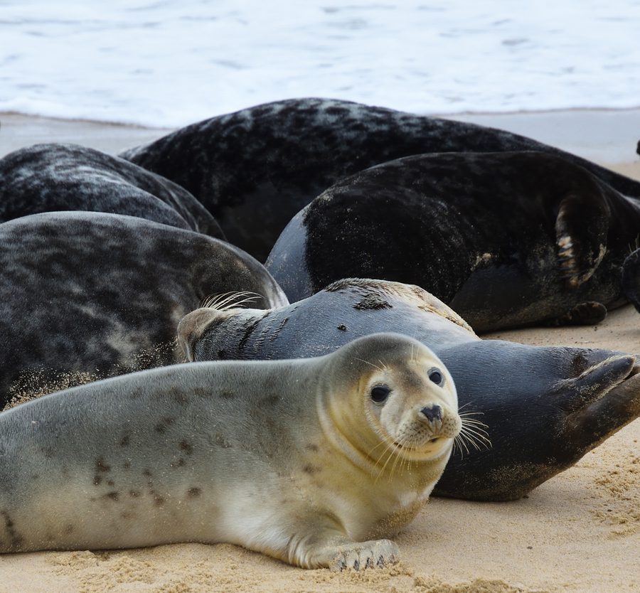 A group of seals resting on the sandy beach with the ocean in the background, some lying on their sides and one facing the camera in the foreground.