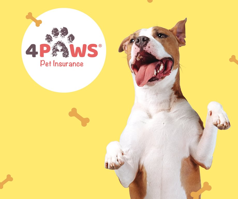 4 Paws cover