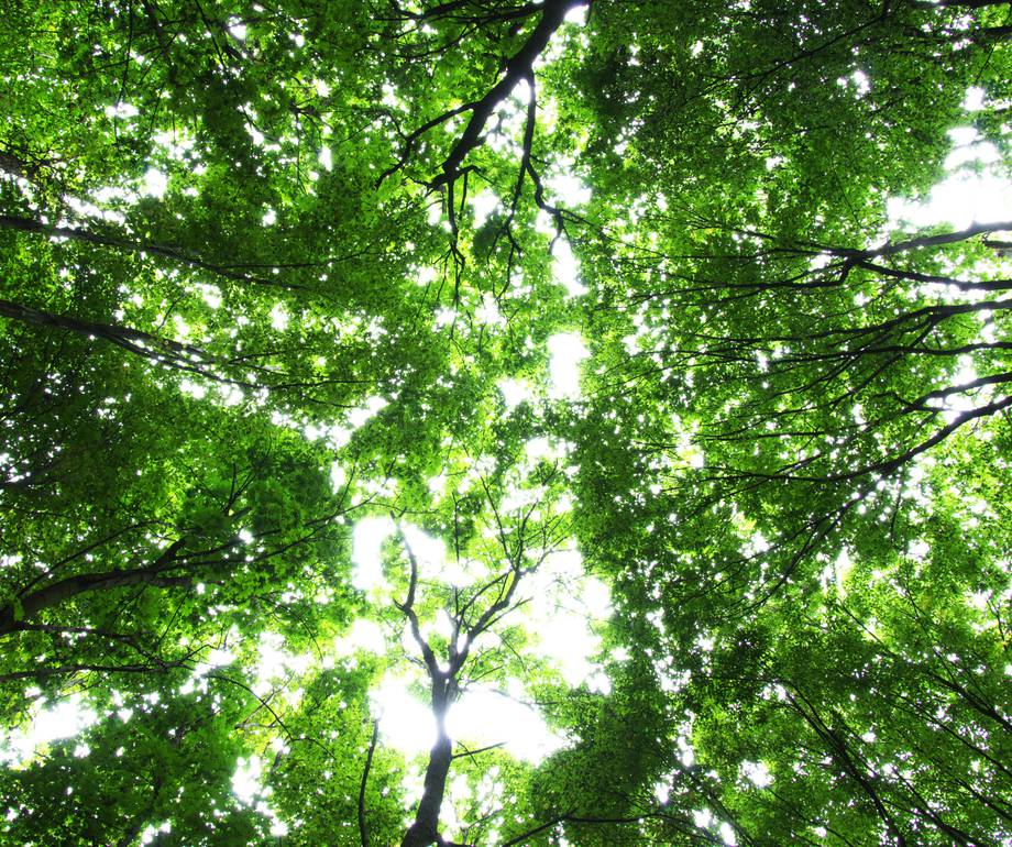 Looking up through a vibrant green canopy of trees with sunlight filtering through the leaves and branches.