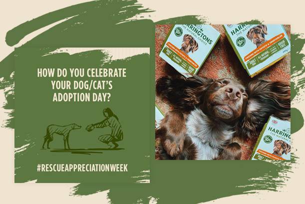Dog lying on a surface surrounded by rescue dog food packages, with a green background and text about celebrating adoption day.