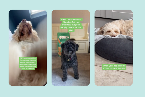 Three dogs in different settings: a dog looking up with a green caption, a black dog in a room with a print bag and caption, and a dog sleeping on a bed with caption.